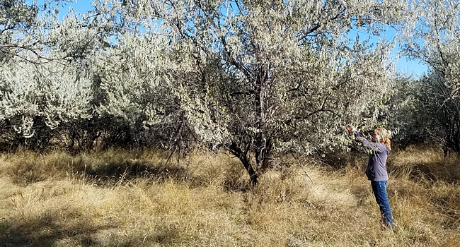 Picture of ARS researcher collecting Russian olive seeds for longevity project.